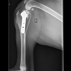 ACHTERHAND middel-Knie ML-2-1-2014-16_56_31-328