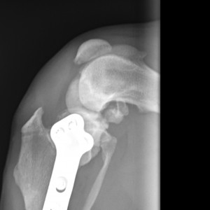 ACHTERHAND middel-Knie ML-28-2-2014-17_25_22-890